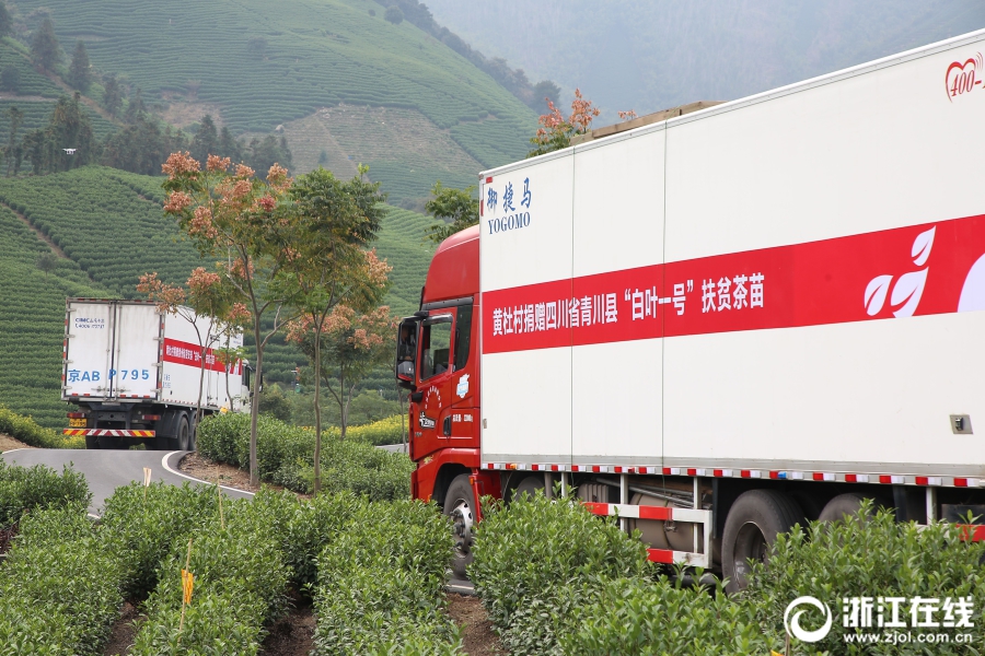 首批安吉“扶贫茶苗”启运青川 乐动（中国）爱心助力